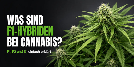 F1 Hybrid Cannabis erklärt anhand einer blühenden Pflanze sowie den Generationen F1, F2 und S1.