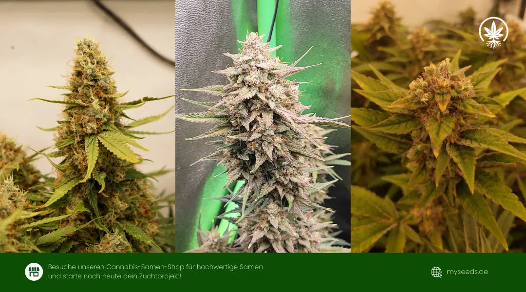 Fast Buds Sorten hohem THC Gehalt mit dichten, harzreichen Buds in verschiedenen Reifestadien