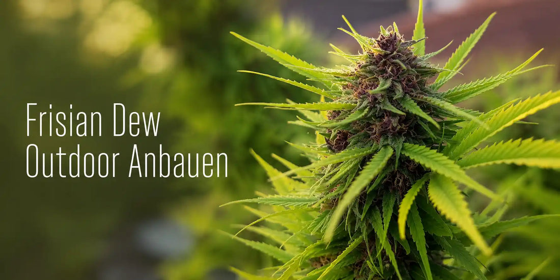 Frisian Dew mit dichter violettgrüner Blüte beim Outdoor-Anbau
