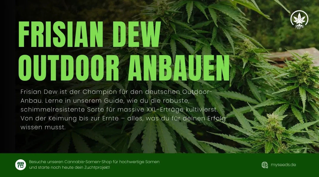 Frisian Dew Outdoor Anbauen: Die ultimative Anleitung ﻿