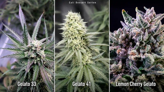 Cali Dessert Sorten mit Gelato 33, Gelato 41 und Lemon Cherry Gelato in der Blütephase
