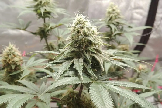 Gorilla Blue Cannabisblüte im Indoor Grow mit dichten Buds und vielen weißen Blütenfäden