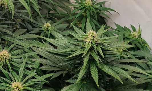 Gorilla Blue Pflanze in früher Blüte mit kräftigen Blättern und frischen Blütenansätzen