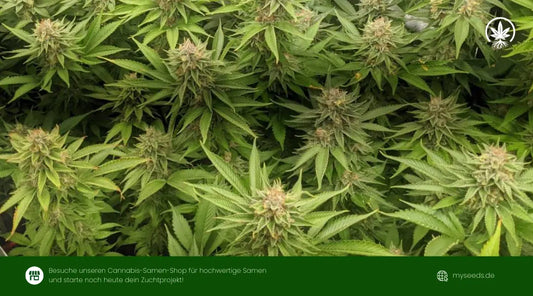 Gorilla Cookies FF Pflanzen mit dichten, harzigen Buds und kräftigem grünen Laub