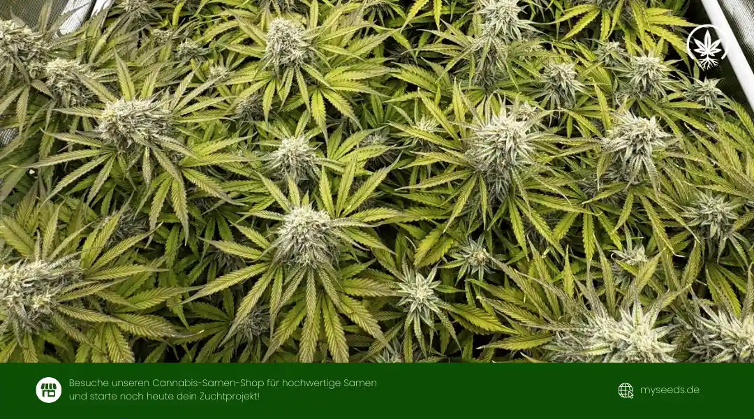 grape ape auto Cannabispflanzen mit dichten, hellen Blüten und gleichmäßigem Wuchs im Indoor-Grow