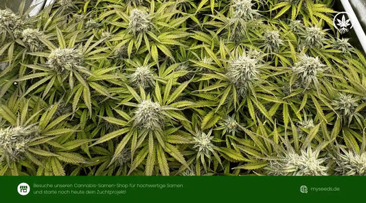 grape ape auto Cannabispflanzen mit dichten, hellen Blüten und gleichmäßigem Wuchs im Indoor-Grow