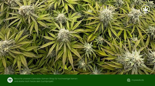 Grape Ape Strain Guide: Wirkung, Aroma und Grow Tipps