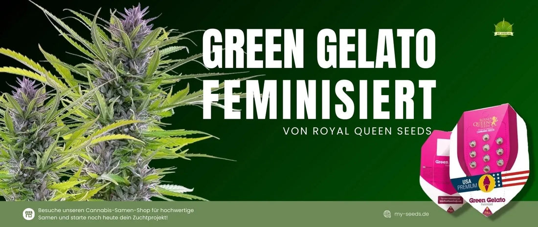green-gelato-kaufen