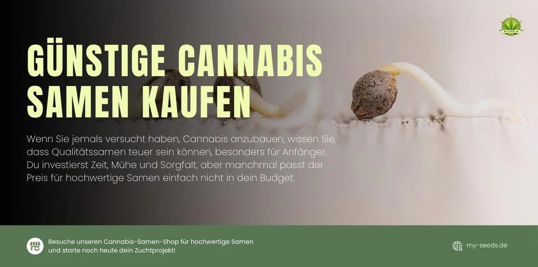Günstige Cannabis Samen für den Eigenanbau – Hohe Keimfähigkeit und stabile Sorten.