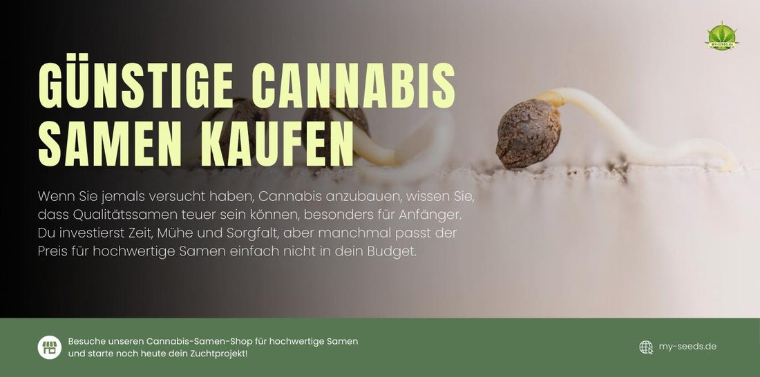 Günstige Cannabis Samen für den Eigenanbau – Hohe Keimfähigkeit und stabile Sorten.