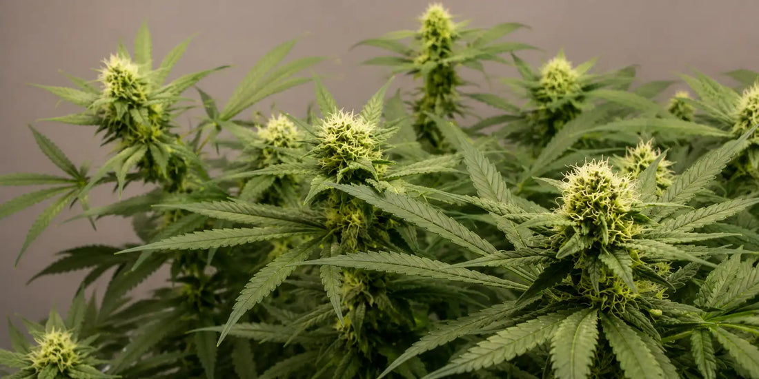 Blühende Hybrid Pflanzen mit mehreren kompakten Buds, weißen Blütenfäden und schmalen grünen Blättern.