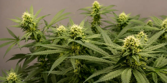 Blühende Hybrid Pflanzen mit mehreren kompakten Buds, weißen Blütenfäden und schmalen grünen Blättern.