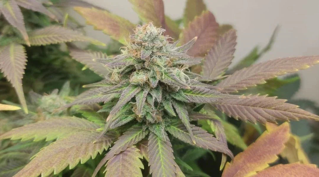 Indica Sorten mit kompakter, harziger Hauptblüte und violett schimmernden Blättern in fortgeschrittener Reife