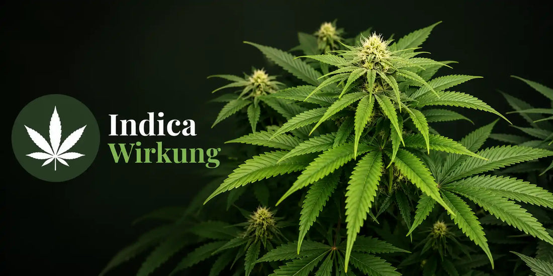 Blühende Indica-Pflanze mit breiten grünen Blättern und dem Schriftzug „Indica Wirkung“.