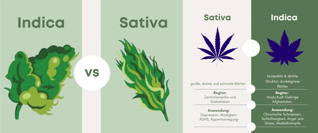 Indica vs. Sativa vs. Hybrid: Was ist wirklich der Unterschied?
