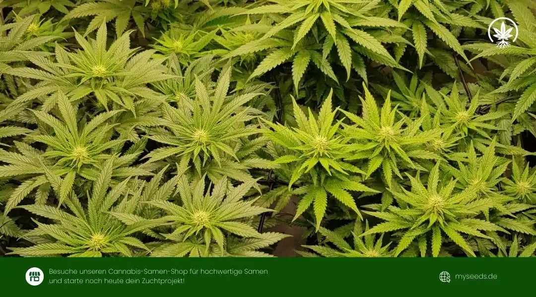 Lemonberry Haze Auto Pflanzen mit dichtem Blattwerk und gleichmäßigem Wuchs in der frühen Blüte