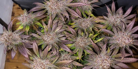 Lila Cannabis mit vielen frostigen Blüten und violetten Blättern in der Draufsicht