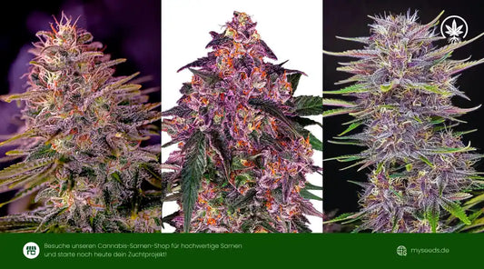 Drei Lila-Cannabis-Sorten mit intensiven violett-orangenen Blüten, dichten Trichomen und kräftigen Blättern.