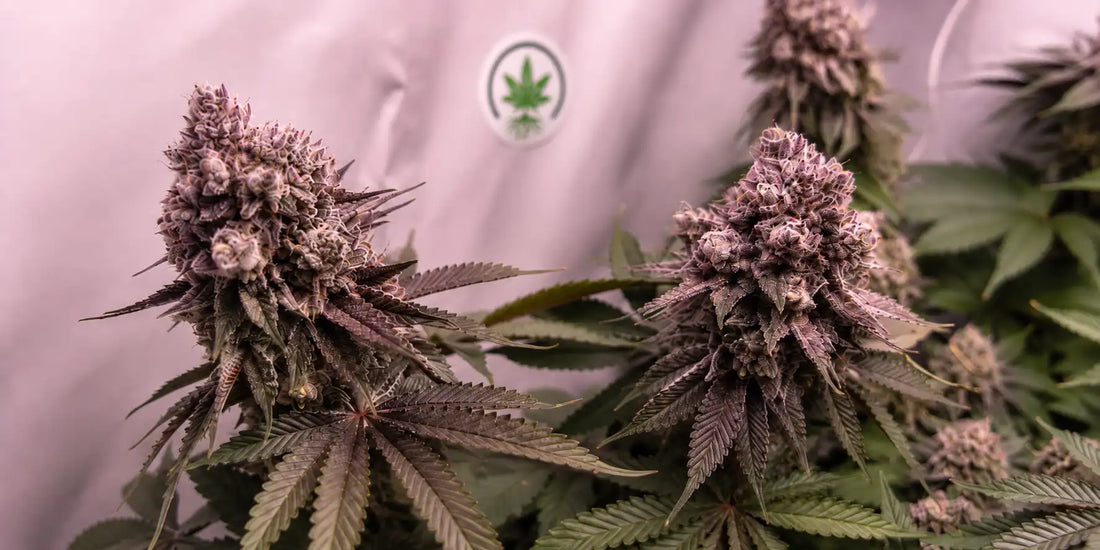 Lila Cannabis anbauen: Farbe, Genetik und Pflege
