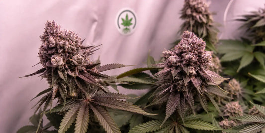 Lila Cannabis anbauen: Farbe, Genetik und Pflege