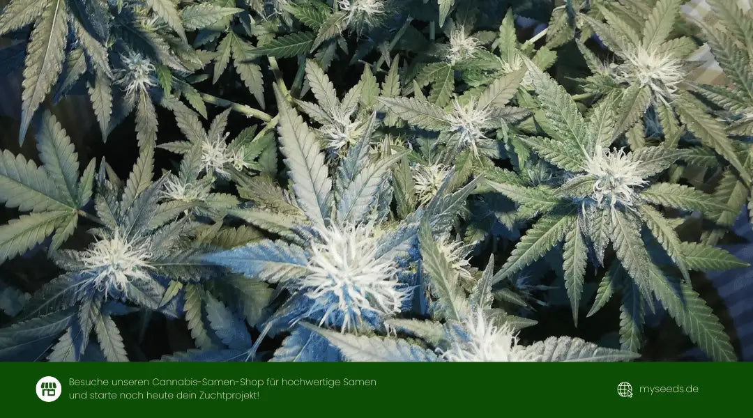 Medusa F1 Auto frühe Blüte mit vielen weißen Blütenhaaren und kräftigen Fächerblättern