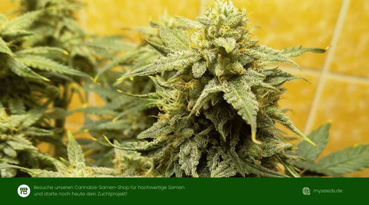 medusa f1 auto reife Hauptcola mit dichten harzigen Buds und kräftigen Blättern