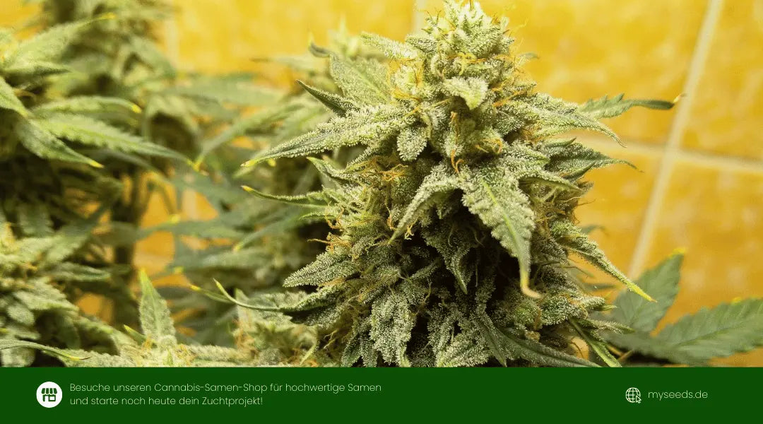 medusa f1 auto reife Hauptcola mit dichten harzigen Buds und kräftigen Blättern