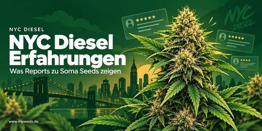 NYC Diesel Erfahrungen mit großer Cannabisblüte und grafisch dargestellten Bewertungen zu Soma Seeds