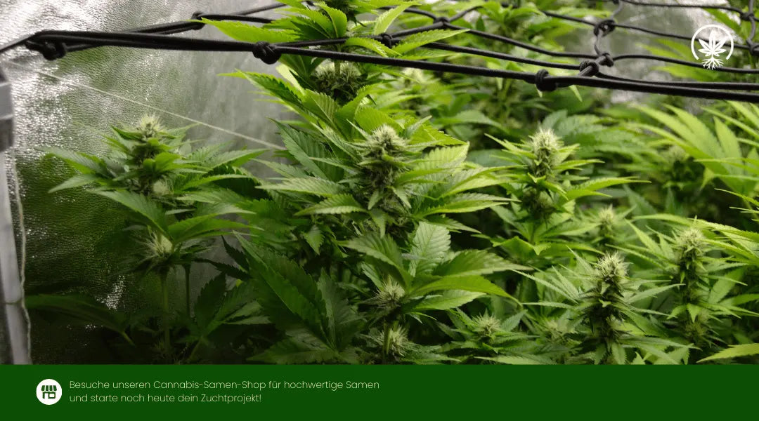 NYC diesel Cannabispflanzen unter SCROG-Netz mit kräftigen Blütenständen im Indoor-Anbau