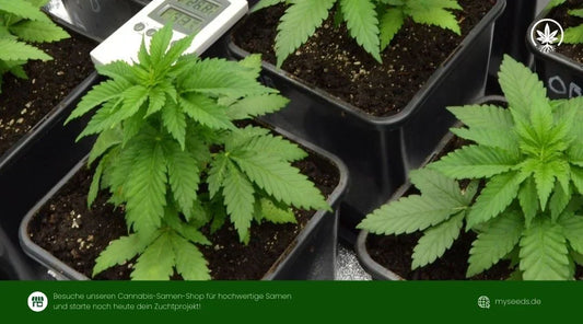 Orange Bud Jungpflanzen im Topf mit kräftigem Blattwachstum in früher Wachstumsphase