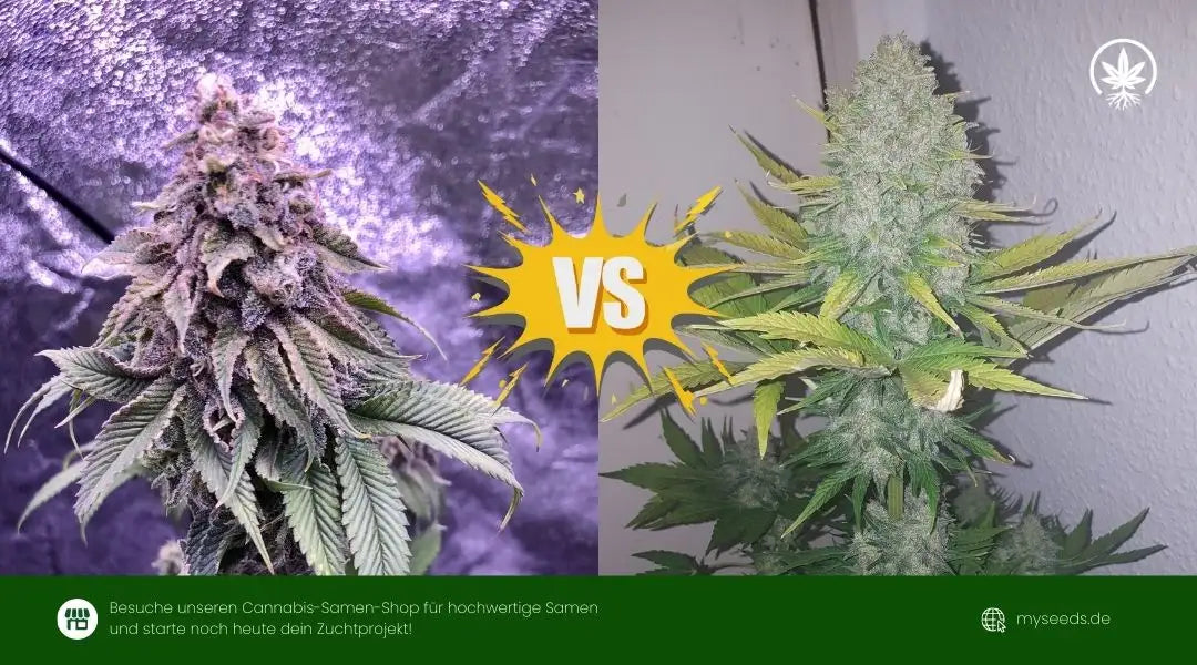 Vergleich zweier Cannabisblüten im Direktvergleich orange-bud-vs-amnesia mit deutlichen Unterschieden in Blütenstruktur