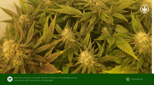 Orange Bud Wirkung: Erfahrung, High & Alltagstauglichkeit