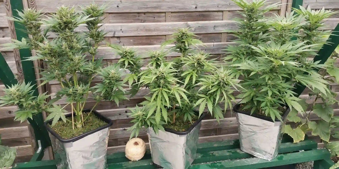 Mehrere Autoflower Pflanzen im Topf zeigen Outdoor Timing in Deutschland für schnelle Autoflowers im Outdoor Grow