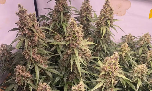 Pink Runtz mit mehreren reifen, dichten Colas und harzüberzogenen Blüten
