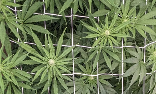 Pink Runtz Growing Guide für das deutsche Klima