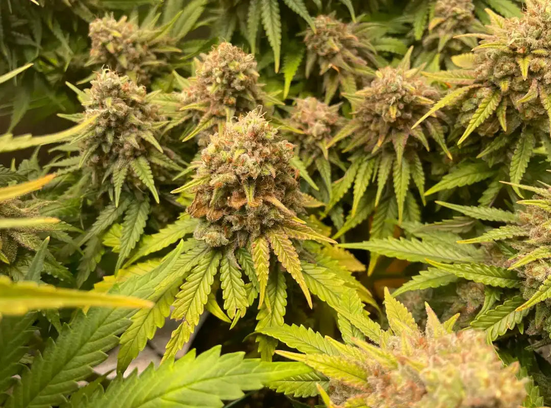 Pure Instinto Cannabis Sorten mit dichten harzigen Blüten und reifen Buds an kräftigen Pflanzen in der Blütephase