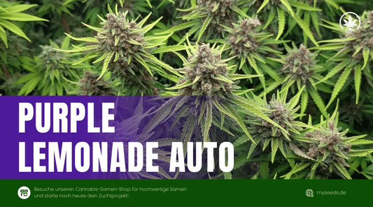 purple lemonade auto Cannabispflanzen mit kompakten, harzigen Blüten und gleichmäßigem Wuchs