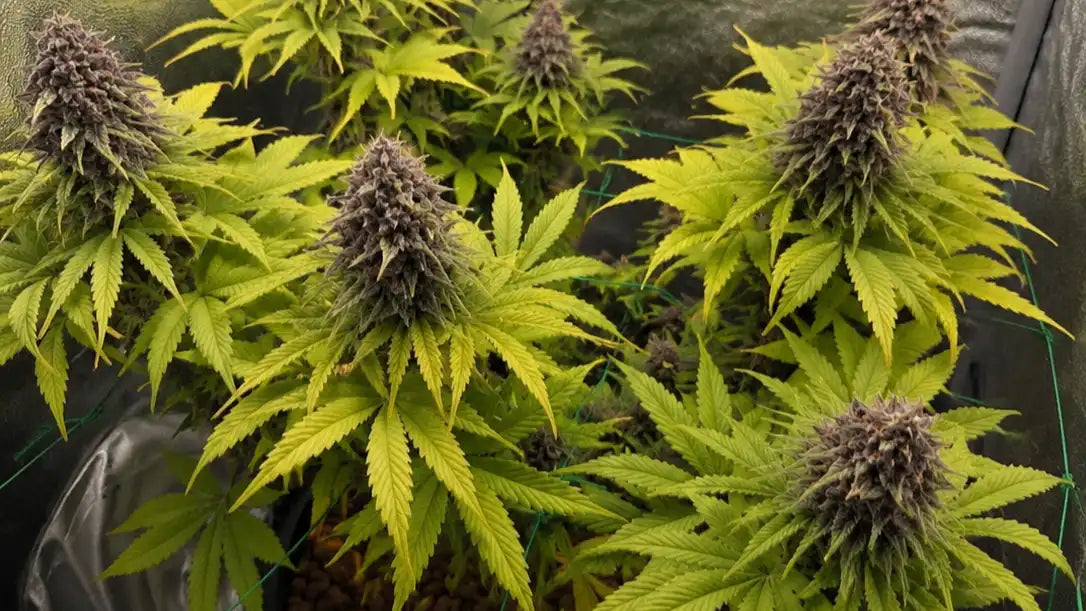 Purple Lemonade Pflanze mit mehreren violetten Buds und hellgrünen Blättern