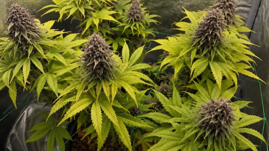 Purple Lemonade Pflanze mit mehreren violetten Buds und hellgrünen Blättern