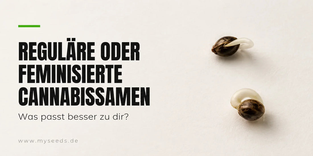 Reguläre oder feminisierte Samen im Vergleich mit zwei geöffneten Cannabissamen und sichtbaren Keimwurzeln.