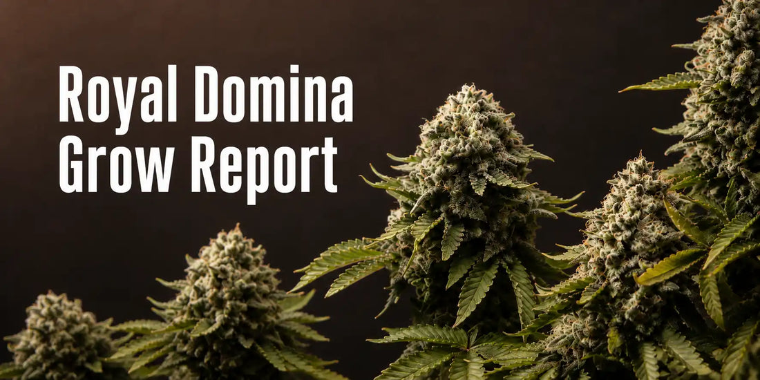 Royal Domina Grow Report mit mehreren kompakten, stark bereiften Blütenständen