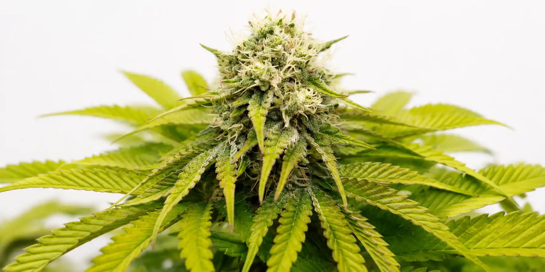 Blühende Sativa Hauptblüte mit hellgrünen Blättern, weißen Blütenfäden und feinem Trichombesatz.