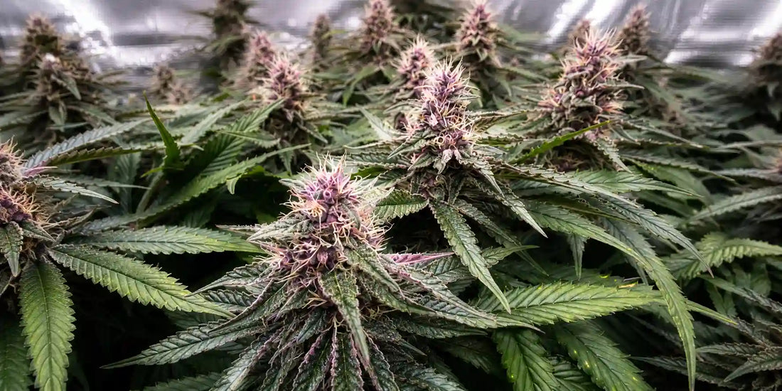 Sativa Sorten mit violetten Blüten, hellen Stempeln und langen gezackten Blättern