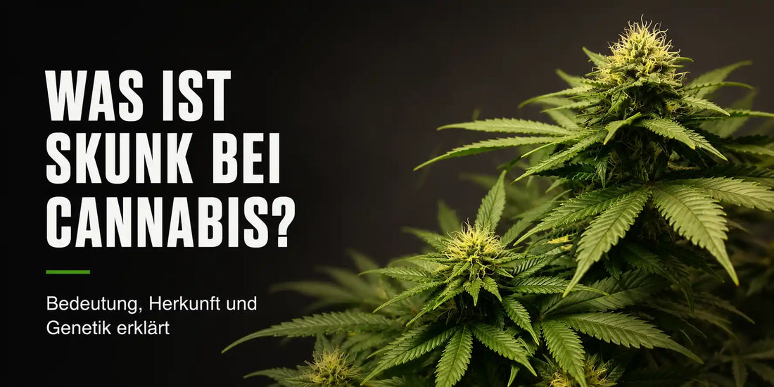 Skunk erklärt mit blühender Cannabispflanze und Hinweis auf Bedeutung, Herkunft und Genetik.