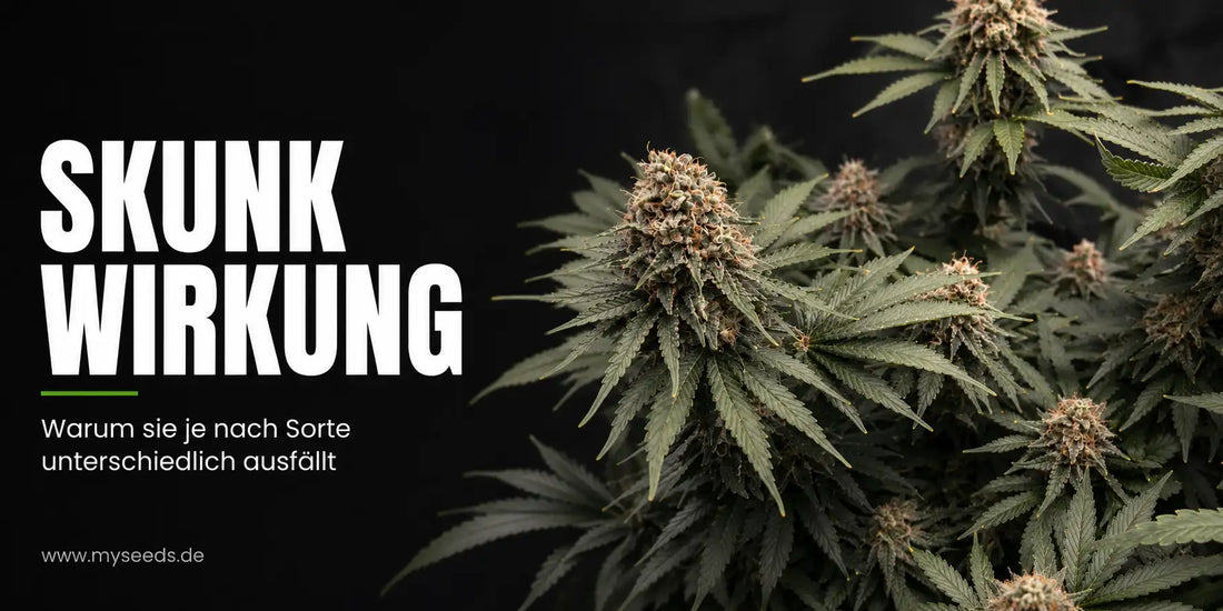Skunk Wirkung erklärt neben mehreren reifen Cannabispflanzen mit dichten Blüten.