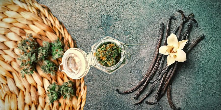 Moby Dick Cannabis: Dein ultimativer Guide zur legendären Sorte