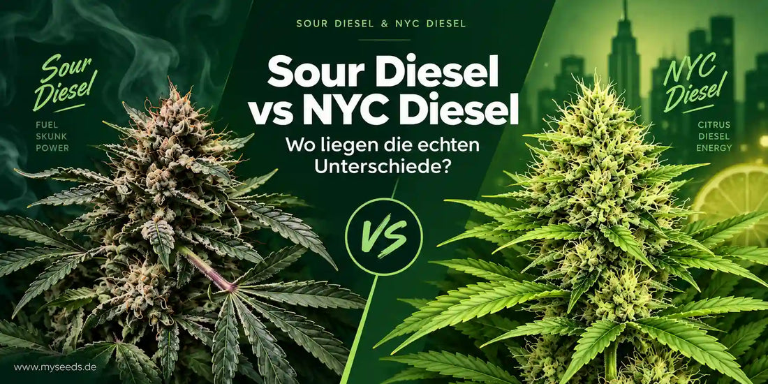Sour Diesel vs NYC Diesel im direkten Vergleich mit zwei Blüten und hervorgehobenen Unterschieden
