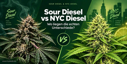 Sour Diesel vs NYC Diesel im direkten Vergleich mit zwei Blüten und hervorgehobenen Unterschieden