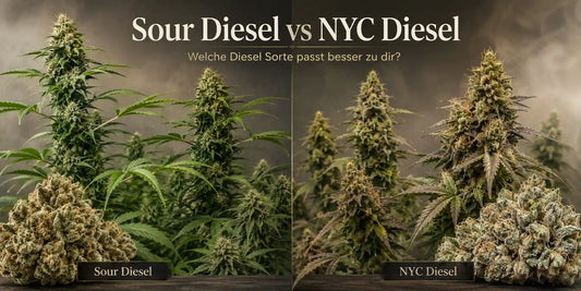 Sour Diesel vs NYC Diesel mit zwei Cannabispflanzen und dichten Buds im direkten Vergleich