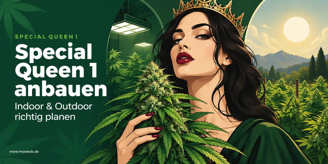 Special Queen 1 anbauen als Illustration mit Cannabispflanze und Hinweis auf Indoor- und Outdoor-Anbau.
